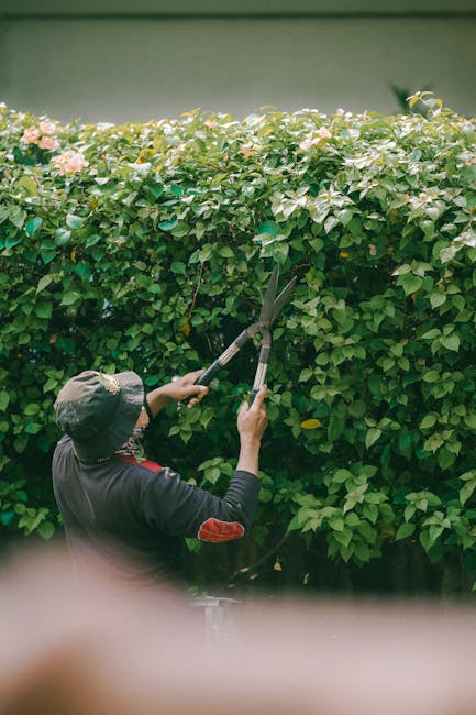 A gardener wearing a wide-brimmed hat and dark clothing is trimming a tall, dense hedge with long-handled pruning shears. The hedge is lush and green, with small, glossy leaves and some light pink flo